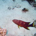 DSCF8450 puntikata cervena ryba
